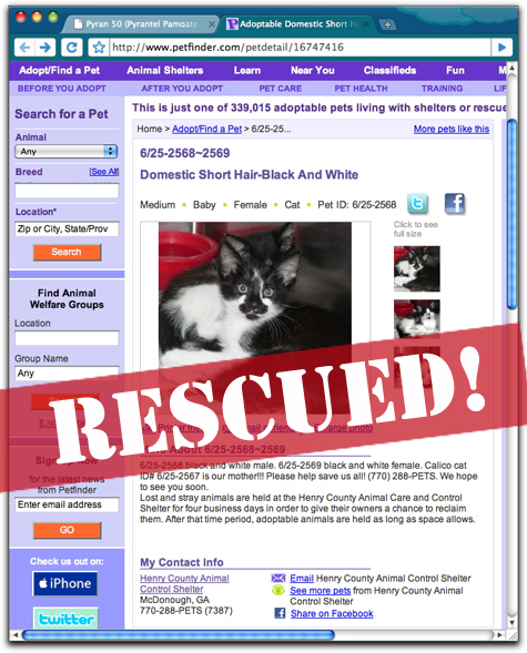 B&W kitty rescue_sm copy.jpg